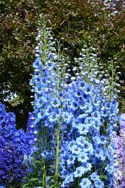 Pin On Flowers