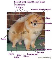 Pomeranian Dog Breed Information Pomeranian Pomeraniandog Pom Poms Pomeranians Pomeranian Dog Dogs Your Dog