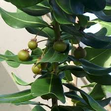 Image result for Manilkara koechlinii