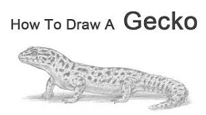 This is the most common and convenient site for venipuncture in lizards and the one with the least complications. How To Draw A Leopard Gecko Youtube