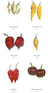 Pin On Vegetable Gardening