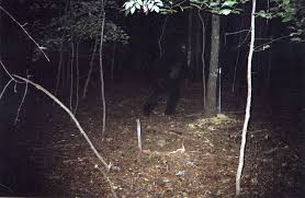 Georgia Cam Catches “Sasquatch” In Corn Pile – Georgia Outdoor News