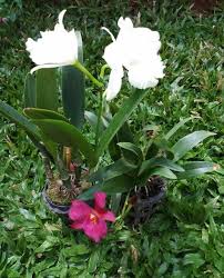 Jenis bunga untuk taman harus anda perhatikan cara membuat taman di rumah agar taman yang anda buuat akan tampil indah. Bunga Indah Di Taman Rumah Ku Steemkr