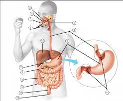 Unit 14 Terms Digestive System Diagram Quizlet