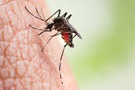 Lange tijd werd gedacht dat deze ziekteverwekkers parasitair op de mug waren, maar waarschijnlijk is er eerder sprake van symbiose. Cuba Meldt Eerste Besmetting Met Zika Virus