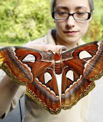 Last transmission from the late, great planet earth 3. Butterfly Keeper Heather Prince Holds A Newly Emerged Atlas Moth The Moth Has A Wingspan Of 30 Centimeters Atlas Moths Are Moth Species Atlas Moth Large Moth