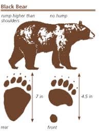 Rocky Mountain Mammal Size Comparisons Mary Donahue