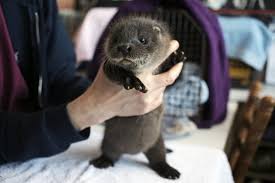 Distressed animals should be reported first rather than taken from the ocean. Pin On Animals