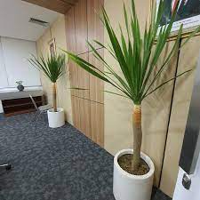 Pandan bali merupakan tanaman hias yang biasanya dapat kita temui di pekarangan rumah maupun tempat umum lainnya. Tanaman Hias Pandan Bali Dengan Pot Silinder In 2021 Terazzo Pandan Pot