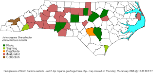 Image result for Gilgiochloa indurata