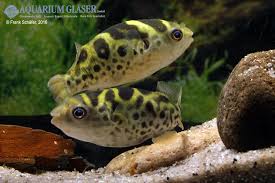 Tetraodon biocellatus), commonly the figure 8 puffer or eyespot puffer, is a pufferfish found in freshwater in southeast asia. Dichotomyctere Ocellatus Palembang Kugelfisch My Fish Aus Freude An Der Aquaristik