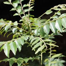 Image result for Murraya