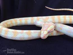 Albino Darwin Carpet Pythons For Sale On Reptiles Down Under Pythons For Sale Pet Snake Python