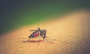 Aprende como eliminar manchas en la piel y manchas en la cara. Dengue Como Uma Das Causas Da Leucemia Revista Online Abrale