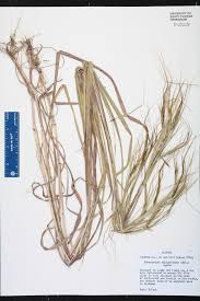 Image result for Heteropogon melanocarpus