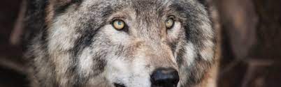 We did not find results for: Kleurplaten Wolf Topkleurplaat Nl