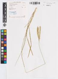 Image result for Alloteropsis semialata