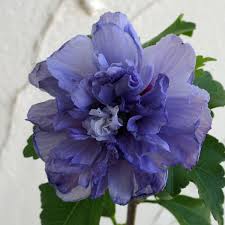 「ムクゲ 。画像。」の画像検索結果