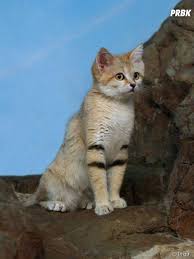 Cute Le Chat Des Sables L Animal Le Plus Mignon Du Desert En 15 Photos En 2020 Chat Des Sables Chats Adorables Animaux Les Plus Mignons Aujourd'hui, il ne semble pas particulièrement menacé. pinterest
