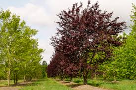 Image result for Prunus