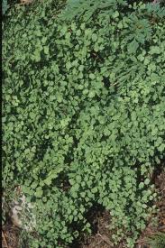 Image result for Adiantum capillus-veneris