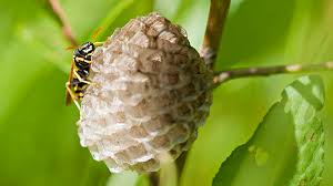 If you work in the food processing industry, the last thing you want is a pest problem. Tips For Selecting A Pest Control Service Pointe Pest Control