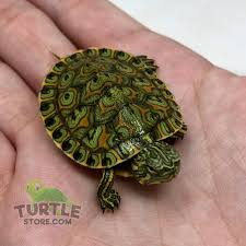 Peacock Slider Turtle For Sale Online Baby Slider Turtles For Sale Online
