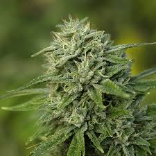 Gorilla glue #4 can be grown indoors or outdoors, although outdoor production will produce a higher yield of 18oz to 21oz. Gorilla Glue 4 Strain Grow