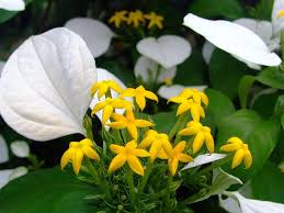 Image result for Mussaenda