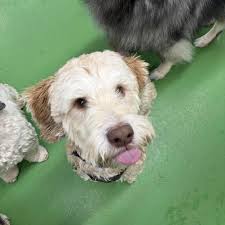 Camp Ruff-N-More added a new photo — at...