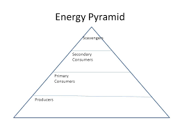 We did not find results for: Energy Pyramid Producers Primary Consumers Secondary Consumers Scavengers Ppt Download