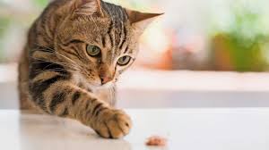 4 years $ 17.08 m. Mysterium Katze Tierwelt