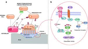 The normal bone remodeling is a process that couples bone resorption and bone formation, it activation of bone remodeling on the cancellous bone surfaces and activation of neighbouring bone. Role Of Osteopontin In Bone Remodeling And Orthodontic Tooth Movement A Review Progress In Orthodontics Full Text