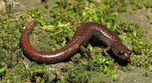 Image result for Samanea leptophylla