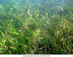 Image result for Thalassia