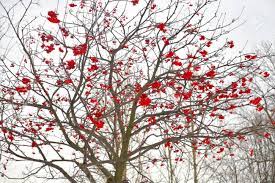 Tree with red flowers no leaves. Rowanberry Tree Without Leaves With Red Berries On Cloud Sky Background Stock Photo Picture And Royalty Free Image Image 91277639