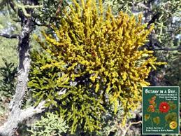 Image result for Viscaceae