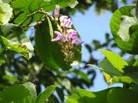 Image result for Canavalia africana