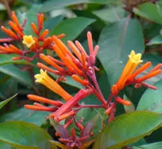 Image result for Hamelia