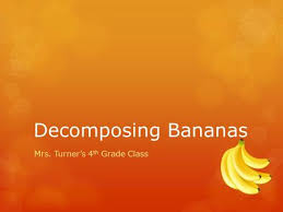 When yeast is added the break down is accelerated since the yeast is feeding off of the banana. My Mold Experiment By Torean Vance Purpose To Observe And Officially Determine Which Fruit Grows Mold The Fastest And Most Out Of These Subjects Ppt Download