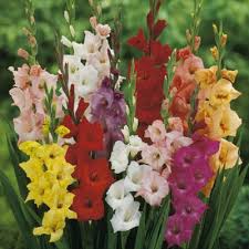 Maybe you would like to learn more about one of these? Https Www Samsclub Com P Gladiolus Mix Bulbs Prod2940109