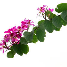 Image result for Bauhinia purpurea