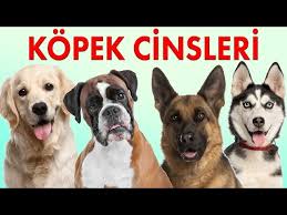 Kopek Cinsleri Ve Ozellikleri Kopek Irklari 1 Bolum Konusan Kedi Ceto Youtube