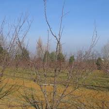 Check spelling or type a new query. Pdf Plum Production In Italy State Of The Art And Perspectives