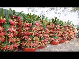They're upright trees that will grow up to 15 feet tall. Top 7 Easy To Grow Fruit Trees And Plants For Beginners Archives Gardening Homesteading