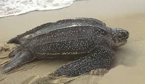 Resultado de imagen para dermochelys coriacea