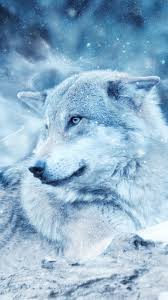 931x691 3d wolf wallpaper hd amazing wallpapers fantasy in 2019 wolf. Iphone Wolf Wallpaper Hd Android 1080x1920 Wallpaper Teahub Io