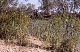 Image result for Cyperus exaltatus