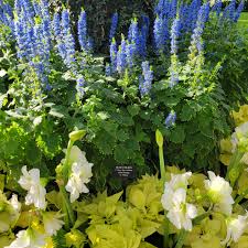 Image result for Coleus thyrsoideus