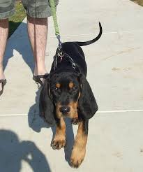 Black And Tan Coonhound For Sale In Michigan Pin On Mi Casa Coonhounds